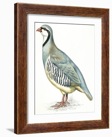 Birds: Galliformes, Rock Partridge (Alectoris Graeca)-null-Framed Giclee Print