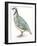 Birds: Galliformes, Rock Partridge (Alectoris Graeca)-null-Framed Giclee Print