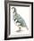 Birds: Galliformes, Rock Partridge (Alectoris Graeca)-null-Framed Giclee Print