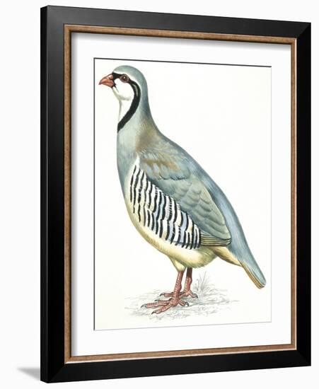 Birds: Galliformes, Rock Partridge (Alectoris Graeca)-null-Framed Giclee Print