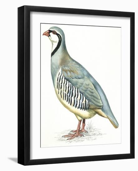 Birds: Galliformes, Rock Partridge (Alectoris Graeca)-null-Framed Giclee Print