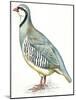 Birds: Galliformes, Rock Partridge (Alectoris Graeca)-null-Mounted Giclee Print