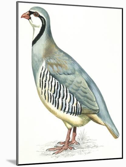 Birds: Galliformes, Rock Partridge (Alectoris Graeca)-null-Mounted Giclee Print