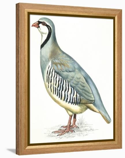 Birds: Galliformes, Rock Partridge (Alectoris Graeca)-null-Framed Premier Image Canvas