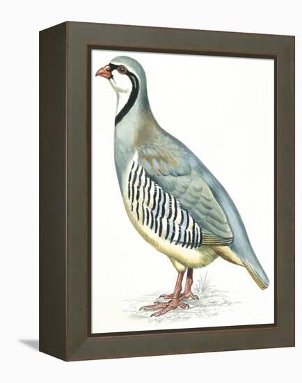 Birds: Galliformes, Rock Partridge (Alectoris Graeca)-null-Framed Premier Image Canvas