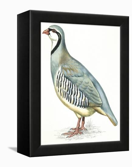 Birds: Galliformes, Rock Partridge (Alectoris Graeca)-null-Framed Premier Image Canvas
