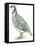 Birds: Galliformes, Rock Partridge (Alectoris Graeca)-null-Framed Premier Image Canvas
