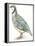 Birds: Galliformes, Rock Partridge (Alectoris Graeca)-null-Framed Premier Image Canvas