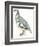 Birds: Galliformes, Rock Partridge (Alectoris Graeca)-null-Framed Giclee Print