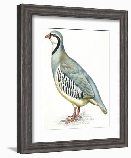 Birds: Galliformes, Rock Partridge (Alectoris Graeca)-null-Framed Giclee Print