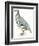 Birds: Galliformes, Rock Partridge (Alectoris Graeca)-null-Framed Giclee Print