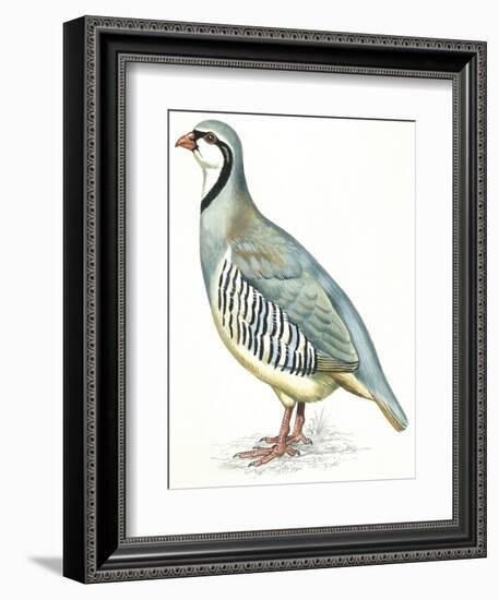 Birds: Galliformes, Rock Partridge (Alectoris Graeca)-null-Framed Giclee Print