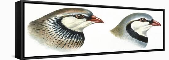 Birds: Galliformes-null-Framed Premier Image Canvas