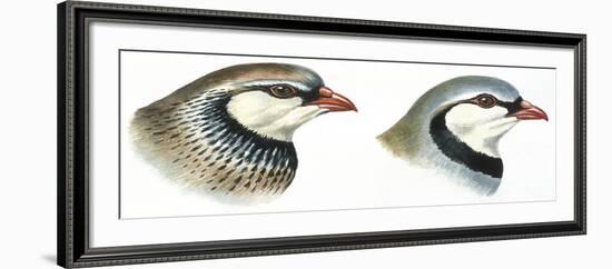 Birds: Galliformes-null-Framed Giclee Print