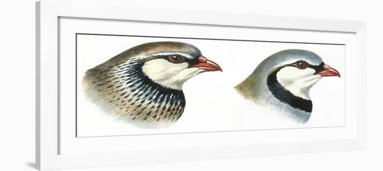 Birds: Galliformes-null-Framed Giclee Print