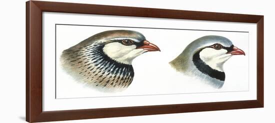 Birds: Galliformes-null-Framed Giclee Print