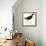 Birds: Gruiformes, Common Moorhen (Gallinula Chloropus)-null-Framed Premier Image Canvas displayed on a wall