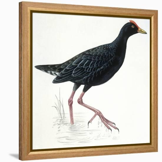 Birds: Gruiformes, Common Moorhen (Gallinula Chloropus)-null-Framed Premier Image Canvas