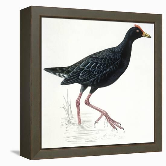 Birds: Gruiformes, Common Moorhen (Gallinula Chloropus)-null-Framed Premier Image Canvas