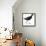 Birds: Gruiformes, Common Moorhen (Gallinula Chloropus)-null-Framed Premier Image Canvas displayed on a wall