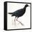 Birds: Gruiformes, Common Moorhen (Gallinula Chloropus)-null-Framed Premier Image Canvas