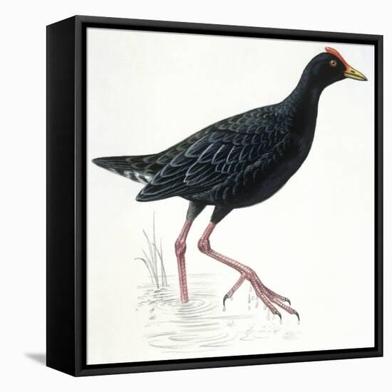 Birds: Gruiformes, Common Moorhen (Gallinula Chloropus)-null-Framed Premier Image Canvas