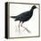 Birds: Gruiformes, Common Moorhen (Gallinula Chloropus)-null-Framed Premier Image Canvas
