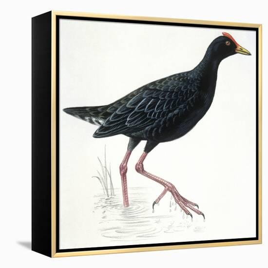 Birds: Gruiformes, Common Moorhen (Gallinula Chloropus)-null-Framed Premier Image Canvas