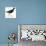 Birds: Gruiformes, Common Moorhen (Gallinula Chloropus)-null-Giclee Print displayed on a wall