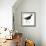 Birds: Gruiformes, Common Moorhen (Gallinula Chloropus)-null-Framed Giclee Print displayed on a wall