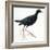Birds: Gruiformes, Common Moorhen (Gallinula Chloropus)-null-Framed Giclee Print