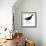 Birds: Gruiformes, Common Moorhen (Gallinula Chloropus)-null-Framed Giclee Print displayed on a wall