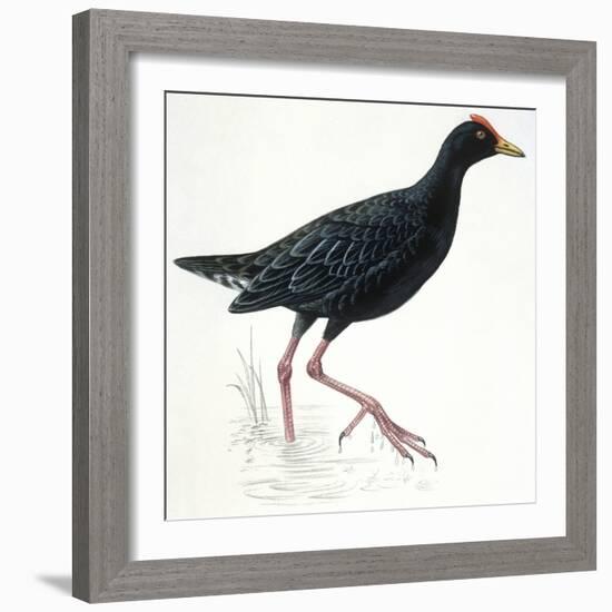 Birds: Gruiformes, Common Moorhen (Gallinula Chloropus)-null-Framed Giclee Print