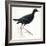 Birds: Gruiformes, Common Moorhen (Gallinula Chloropus)-null-Framed Giclee Print