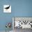 Birds: Gruiformes, Common Moorhen (Gallinula Chloropus)-null-Mounted Giclee Print displayed on a wall