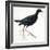 Birds: Gruiformes, Common Moorhen (Gallinula Chloropus)-null-Framed Giclee Print