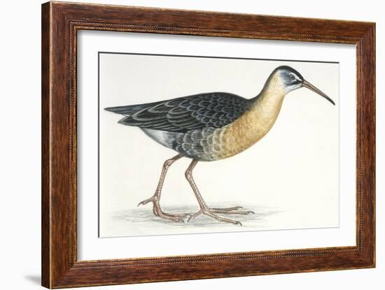 Birds: Gruiformes, Water Rail (Rallus Aquaticus)-null-Framed Giclee Print