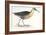 Birds: Gruiformes, Water Rail (Rallus Aquaticus)-null-Framed Giclee Print