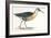 Birds: Gruiformes, Water Rail (Rallus Aquaticus)-null-Framed Giclee Print