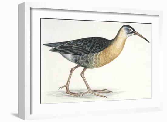 Birds: Gruiformes, Water Rail (Rallus Aquaticus)-null-Framed Giclee Print