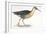 Birds: Gruiformes, Water Rail (Rallus Aquaticus)-null-Framed Giclee Print