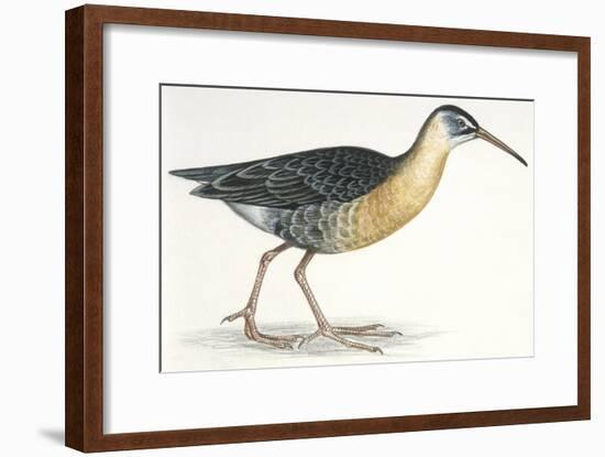 Birds: Gruiformes, Water Rail (Rallus Aquaticus)-null-Framed Giclee Print