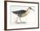 Birds: Gruiformes, Water Rail (Rallus Aquaticus)-null-Framed Giclee Print