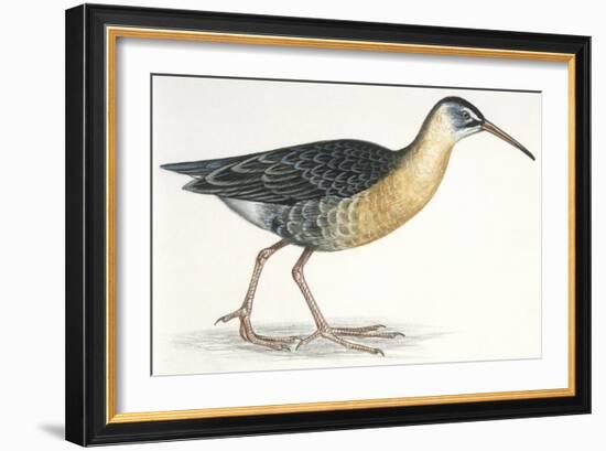 Birds: Gruiformes, Water Rail (Rallus Aquaticus)-null-Framed Giclee Print