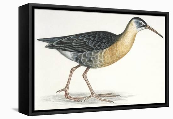 Birds: Gruiformes, Water Rail (Rallus Aquaticus)-null-Framed Premier Image Canvas