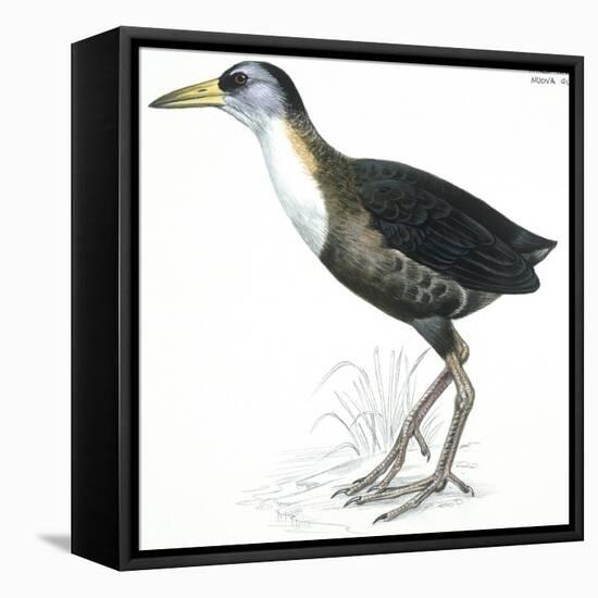 Birds: Gruiformes, White-Striped Forest-Rail (Rallina Leucospila)-null-Framed Premier Image Canvas