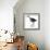 Birds: Gruiformes, White-Striped Forest-Rail (Rallina Leucospila)-null-Framed Giclee Print displayed on a wall