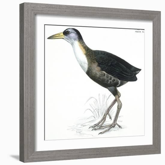 Birds: Gruiformes, White-Striped Forest-Rail (Rallina Leucospila)-null-Framed Giclee Print