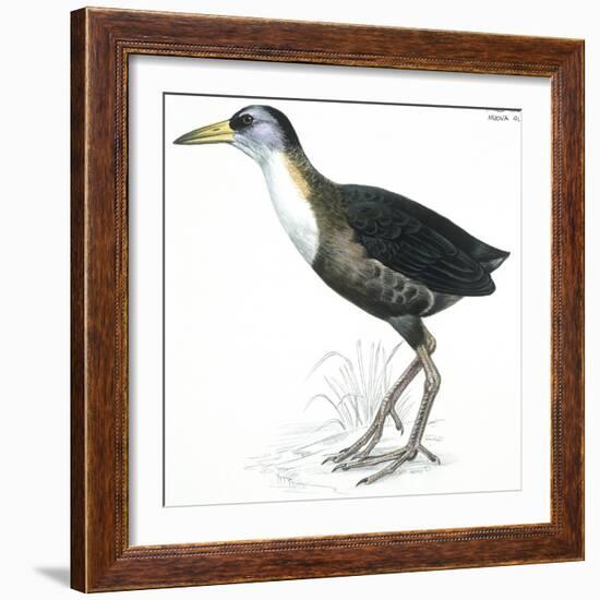 Birds: Gruiformes, White-Striped Forest-Rail (Rallina Leucospila)-null-Framed Giclee Print