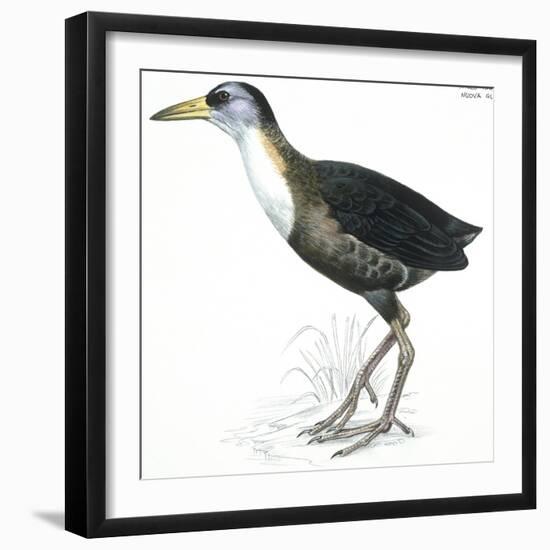 Birds: Gruiformes, White-Striped Forest-Rail (Rallina Leucospila)-null-Framed Giclee Print